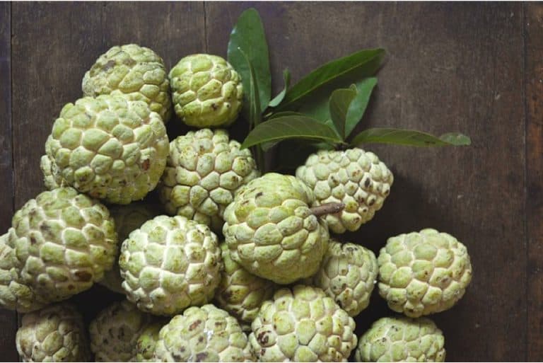 Is it okay to have custard apple (bullock's heart)