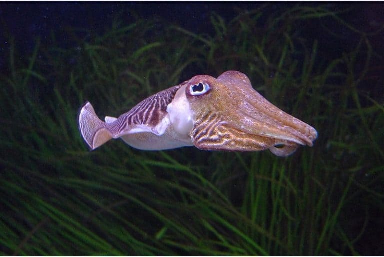 Is it safe to have cuttlefish during pregnancy