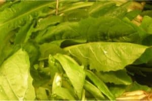 Why shouldn't I eat dandelion greens when pregnant
