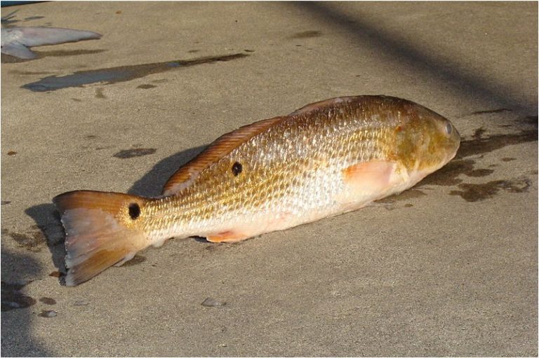 Freshwater drum fish is so nutritious. Why should I be cautious while having it during pregnancy