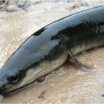 Should I add eel to my pregnancy diet