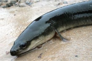 Should I add eel to my pregnancy diet