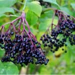 What parts of elderberries should I avoid during pregnancy