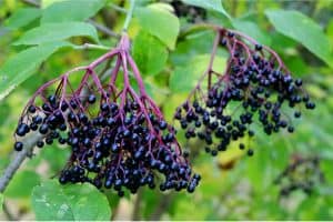 What parts of elderberries should I avoid during pregnancy