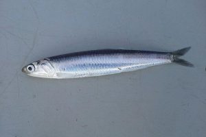 What are the benefits of having European Anchovy during pregnancy