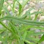Is it safe for pregnant women to consume fireweed leaves