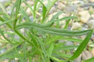 Is it safe for pregnant women to consume fireweed leaves