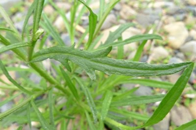 Is it safe for pregnant women to consume fireweed leaves