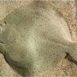 What are the benefits of having flounder fish during pregnancy