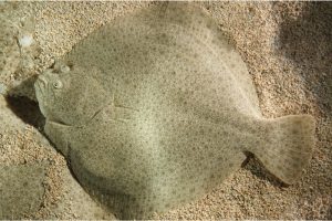 What are the benefits of having flounder fish during pregnancy