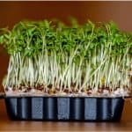 Why shouldn't pregnant women have garden cress