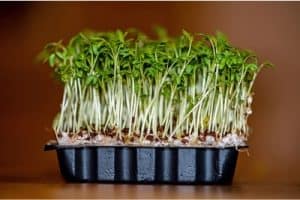 Why shouldn't pregnant women have garden cress