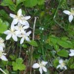 Coptis Trifolia
