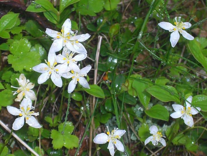 Coptis Trifolia