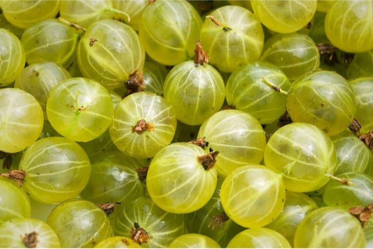 What are the benefits of having gooseberries during pregnancy