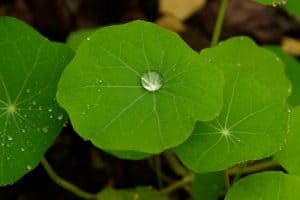 Indian Pennywort