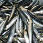 What are the benefits of having herring during pregnancy