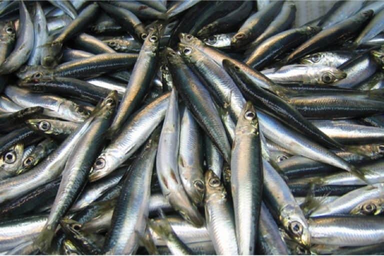 What are the benefits of having herring during pregnancy