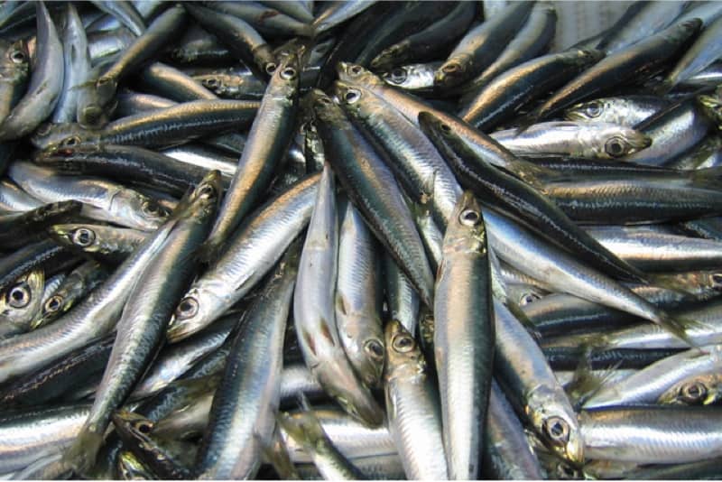 10 Everyday-Foods to Avoid to Protect your Baby in First Trimester What are the benefits of having herring during pregnancy