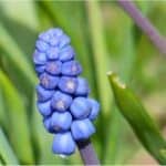 Can I eat hyacinth bean during pregnancy