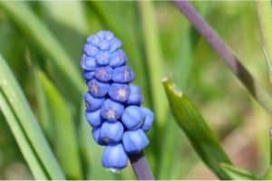 Can I eat hyacinth bean during pregnancy