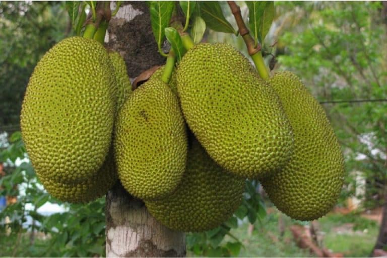 Does jack fruit have any nutritional benefits for pregnant women