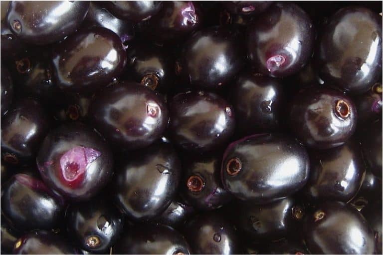 What are the nutritional benefits of having java-plums during pregnancy