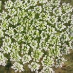 Toothpickweed