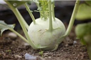 What are the benefits of having kohlrabi during pregnancy