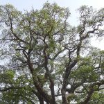 African Redwood
