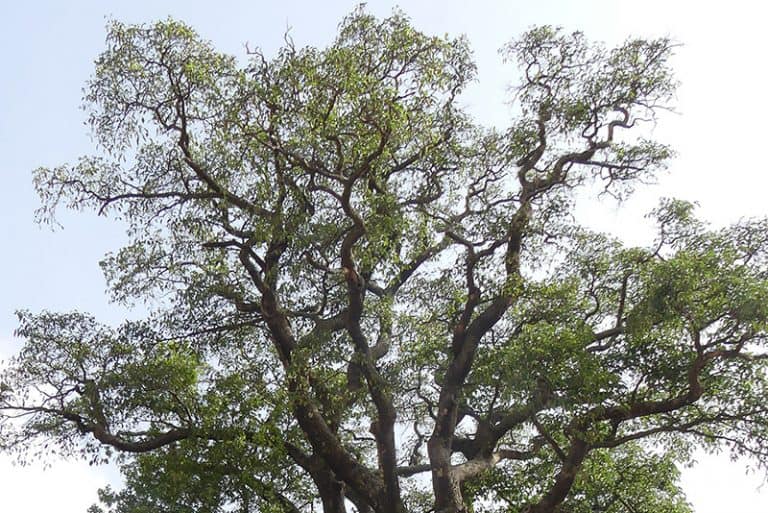 African Redwood