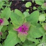 lambsquarters