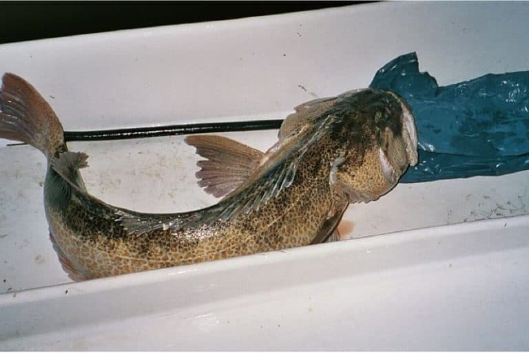 Should I be cautious while having lingcod fish during pregnancy