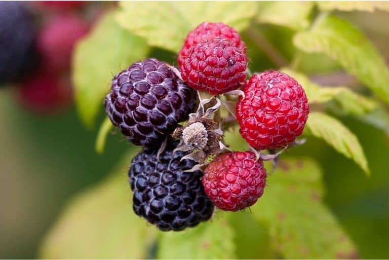 What are the nutritional benefits of having loganberries
