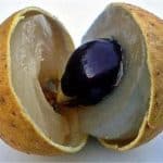 Longans are so nutrient rich. But why should I avoid having them during pregnancy