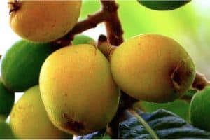 Can women have loquats during pregnancy
