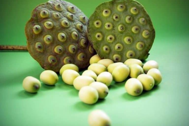 Why should I include lotus seeds in my pregnancy diet