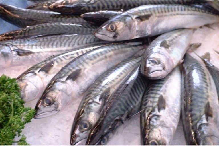 What safety issues should I keep in mind with mackerel during pregnancy