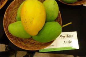 mango mangoes