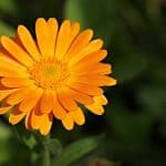 Pot Marigold