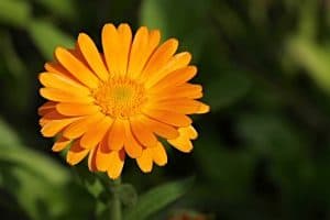 Pot Marigold