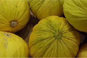 What are the benefits of having melons casaba during pregnancy