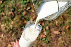 Why is milk a must-add to my pregnancy diet