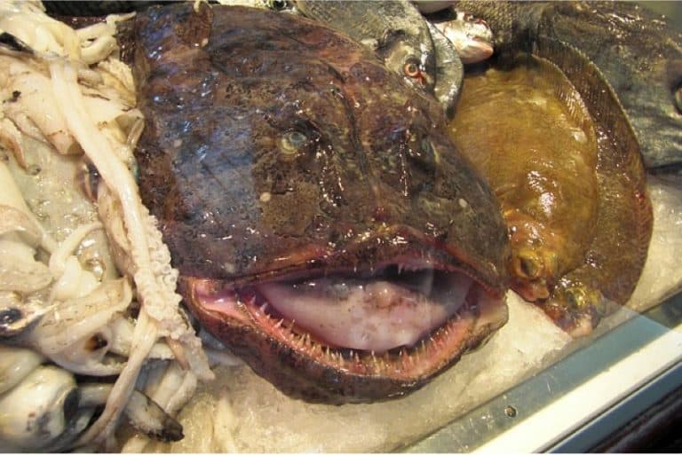 Why do pregnant women need to be careful while having monkfish