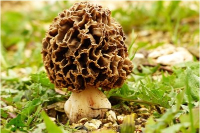 What should I be cautious about while eating morel mushrooms during pregnancy