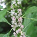 Throw-Wort