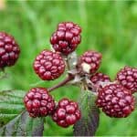 Can I have mulberries during pregnancy