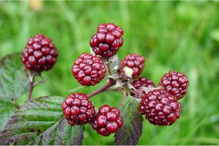 Can I have mulberries during pregnancy
