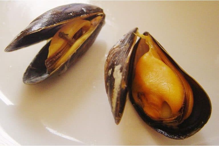 What are the conditions for eating mussel during pregnancy