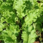 Can pregnant women eat mustard greens